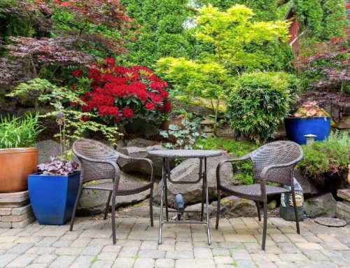 What can I plant around my patio for privacy?